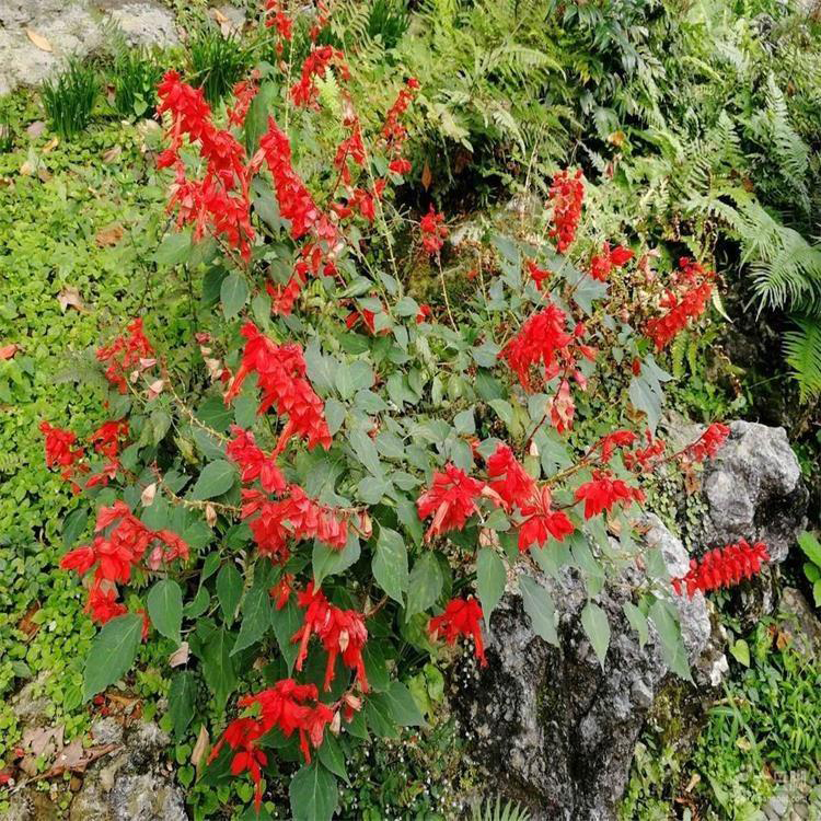 盆栽花卉一串红 一串红小苗营养杯花苗 夏杰花卉 基地常年批发
