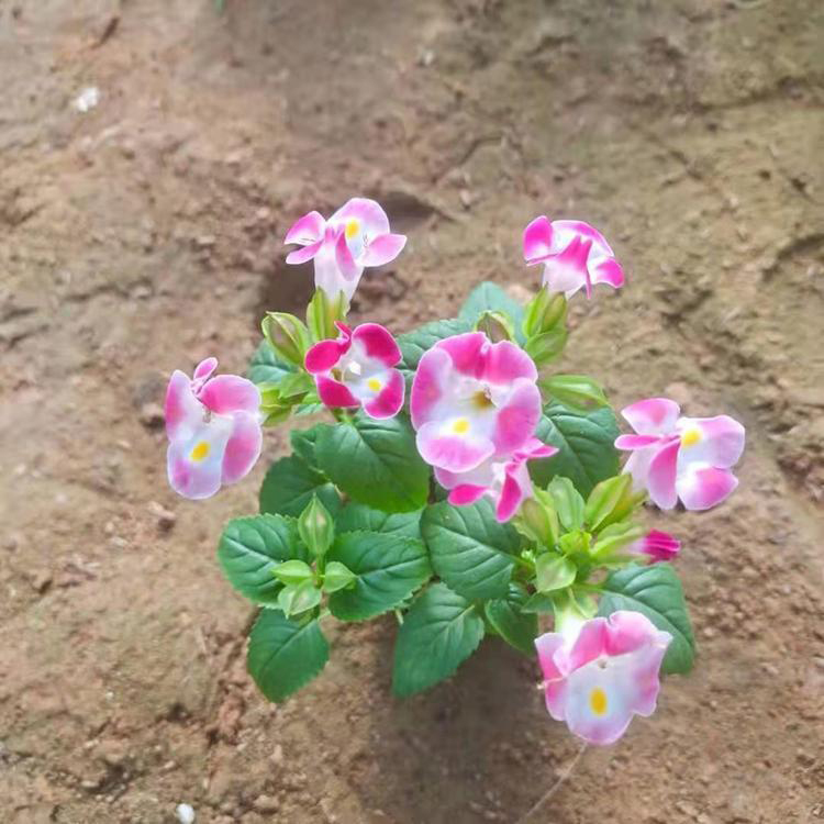 盆栽夏瑾 十一组摆花卉 夏瑾小苗