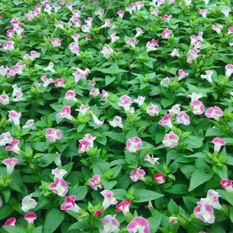 江西夏瑾 绿化用时令草花 夏瑾报价