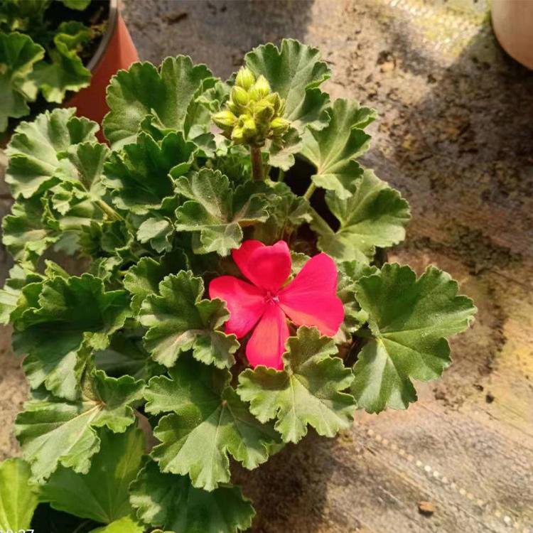青州培育天竺葵 夏天驱蚊植物天竺葵 夏杰花卉 园林批发