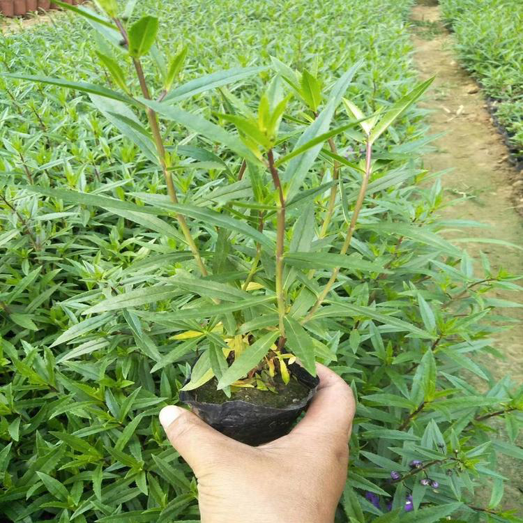 香彩雀规格全 基地大量供应香彩雀 夏杰花卉 道路绿化