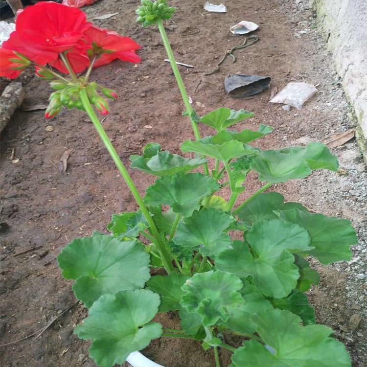工程花卉天竺葵苗 即收即养天竺葵盆栽 夏杰花卉 道路绿化