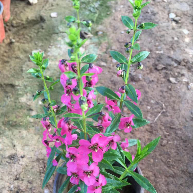 长期供应香彩雀 草花基地大量供应香彩雀 夏杰花卉 基地常年批发