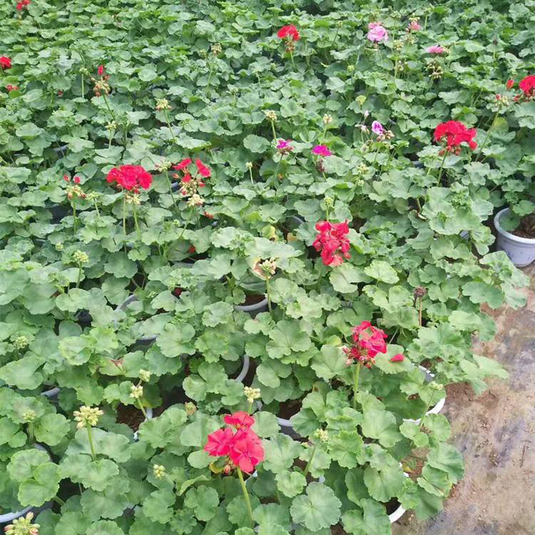 观叶花苗彩叶天竺葵 盆栽花卉天竺葵报价 夏杰花卉 苗圃供应