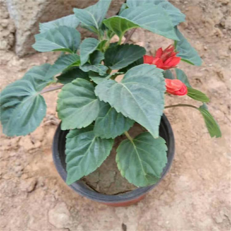 一串红盆栽基地供应 一串红盆栽花海