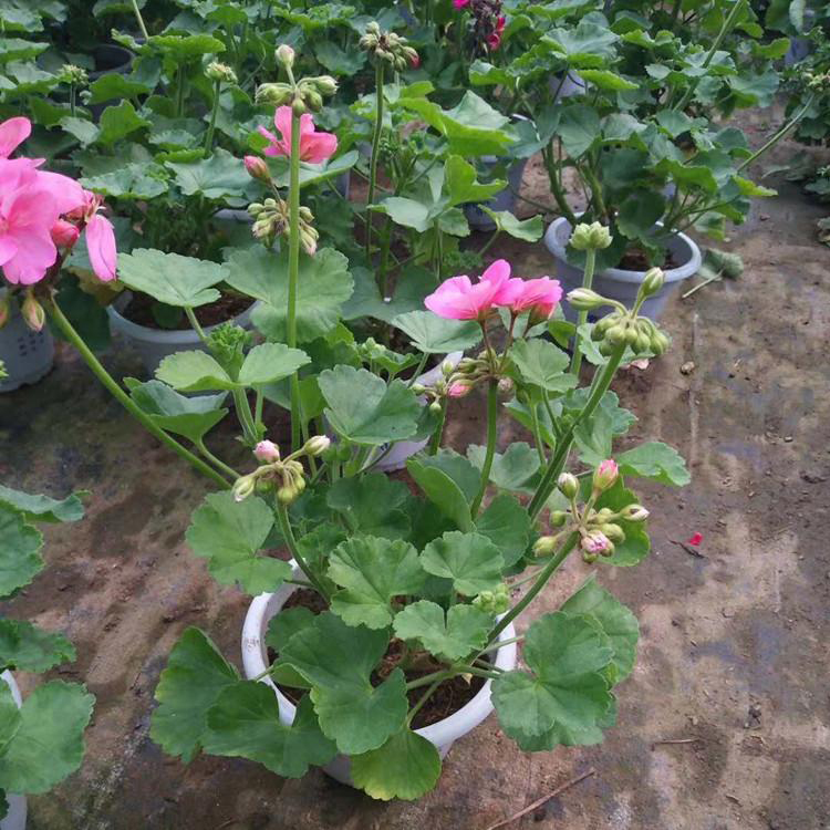 观叶花苗彩叶天竺葵 基地直供天竺葵 夏杰花卉 基地发货