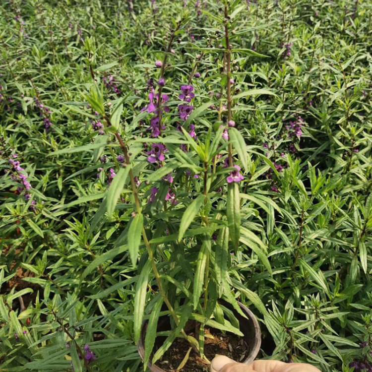 香彩雀批发 草花香彩雀 夏杰花卉 货到付款