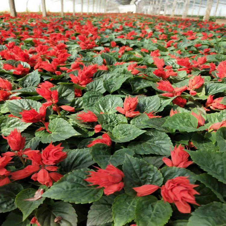 节庆花坛一串红花苗 一串红小苗营养杯花苗