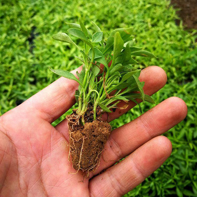 造型设计施工五色草 供应园林观叶五色草 夏杰花卉 基地种植