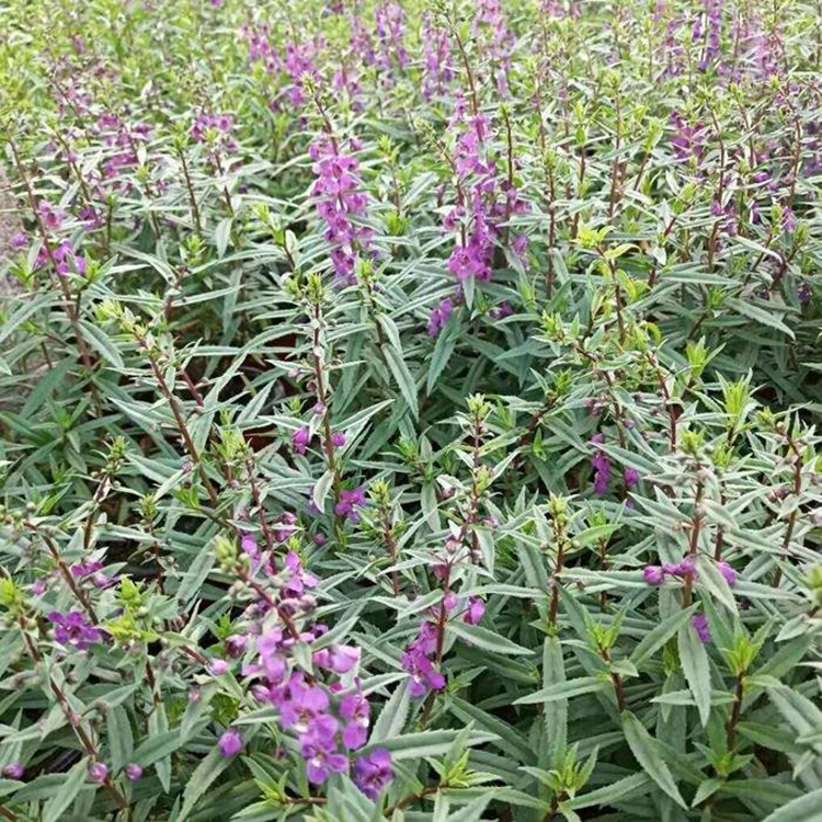 花卉香彩雀 广场花卉摆放