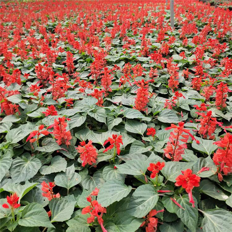 观赏花卉植物一串红 批发销售一串红 夏杰花卉 道路绿化