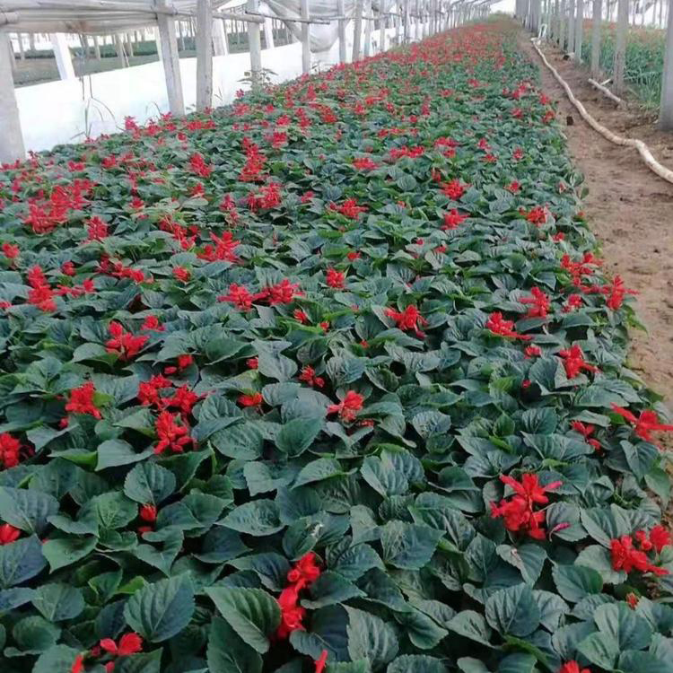 一串红苗圃报价 观赏花卉一串红盆栽 夏杰花卉 大量供应