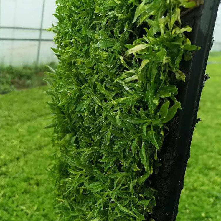 绿化草坪五色草 批发宿根花卉五色草 夏杰花卉 基地种植