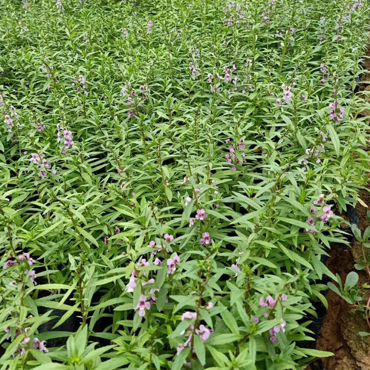 供应盆栽香彩雀花 颜色多的香彩雀种植基地 夏杰花卉 基地种植