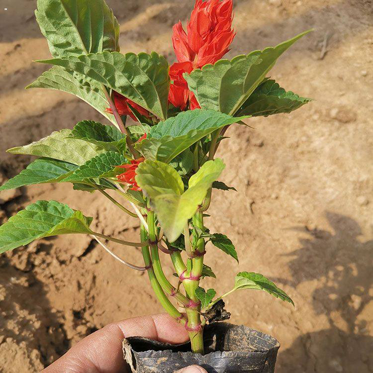 一串红花海工程 庭院园林装饰花期长 夏杰花卉 广场组摆设计施工