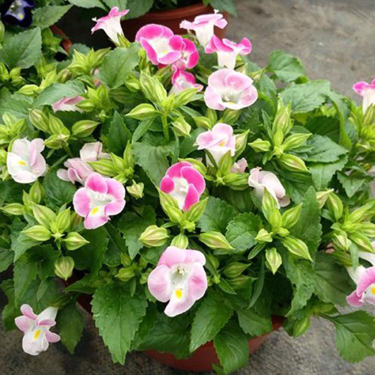 供应营养钵夏瑾苗 节日草花