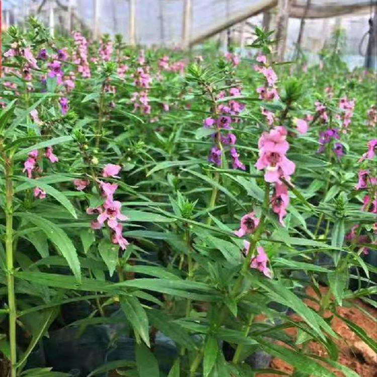 香彩雀价格 香彩雀种植批发 夏杰花卉 基地常年批发