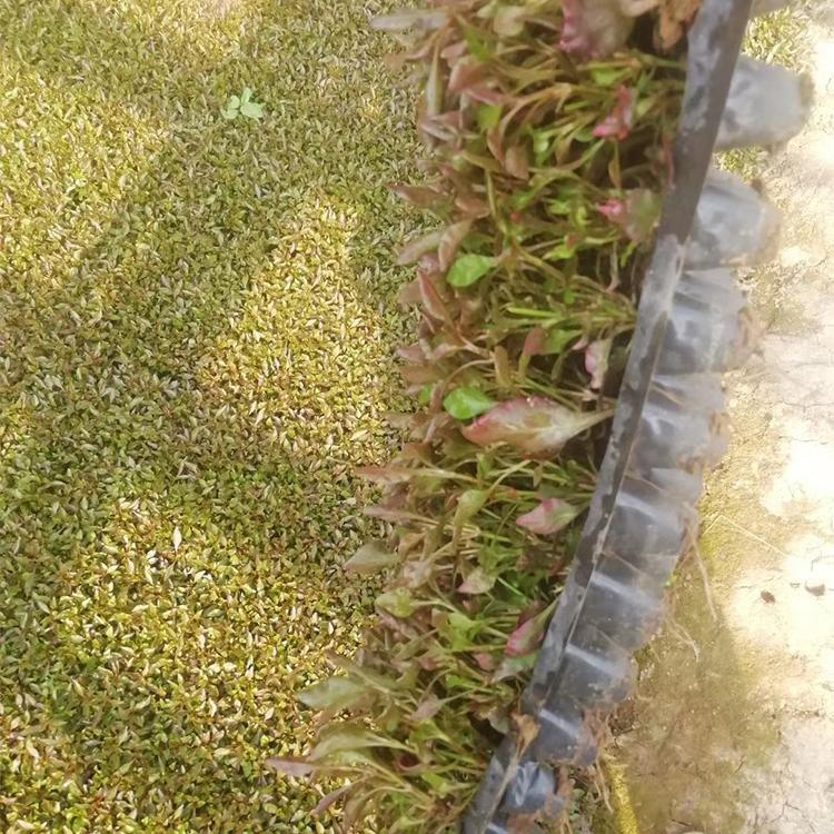 供应营养钵五色草 彩叶草五色草盆栽 夏杰花卉 园林批发