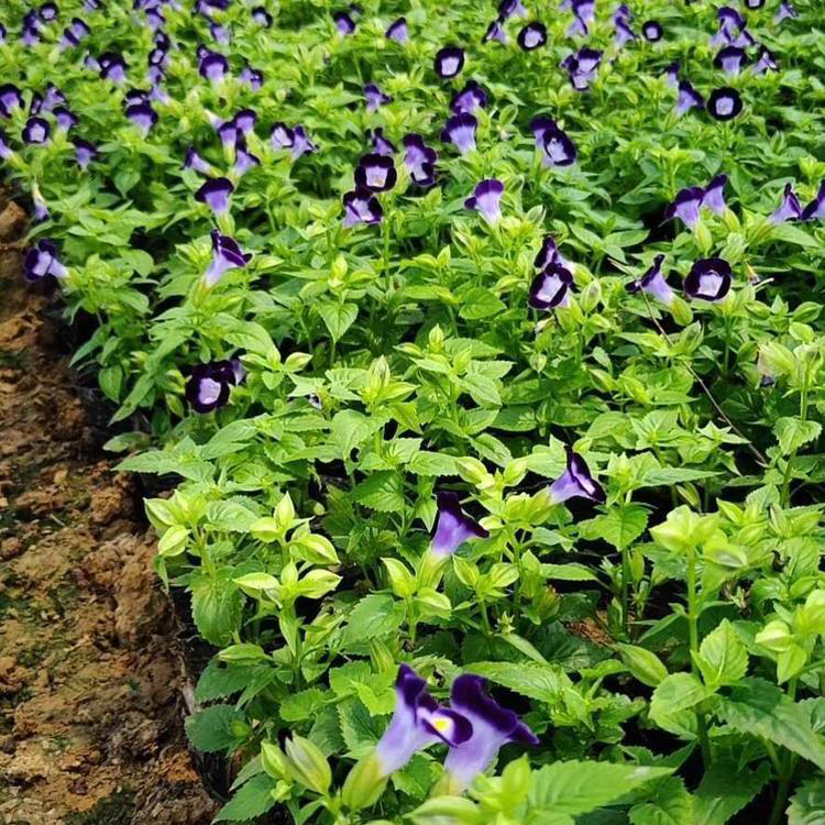 江苏夏瑾 花坛花卉 夏瑾种植基地