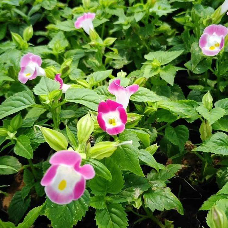 基地供应夏瑾 公路两侧用草花 夏瑾出售