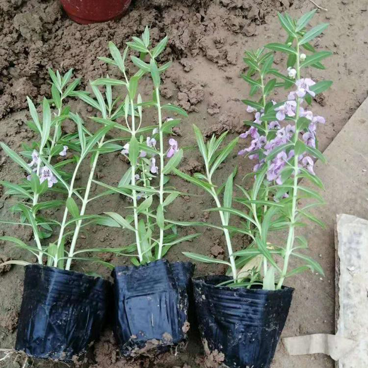 供应盆栽香彩雀花 草花香彩雀