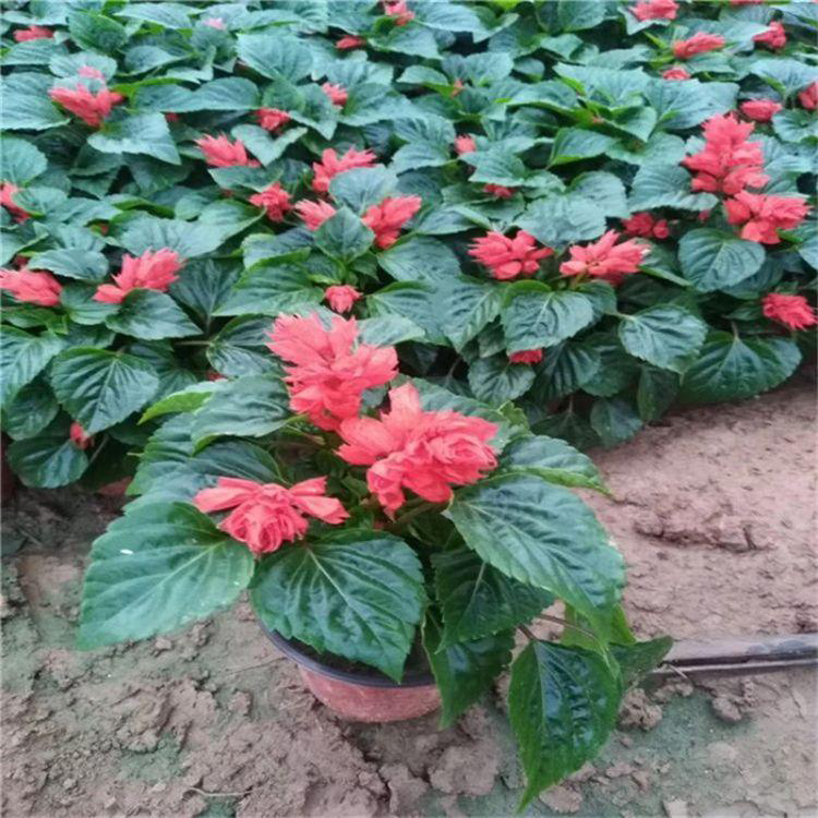 盆栽草本一串红花卉 花色艳丽一串红 夏杰花卉 园林批发