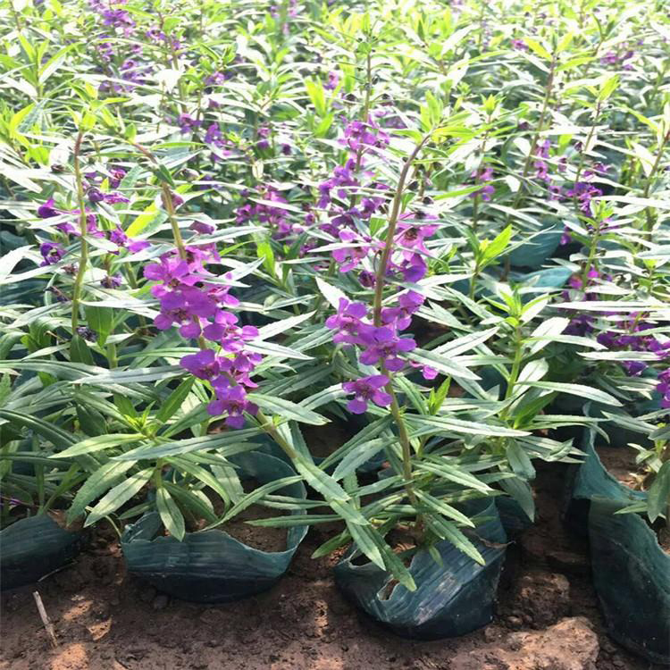香彩雀花海基地 大量供应盆栽香彩雀花 夏杰花卉 园林批发