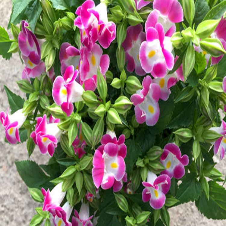 供应夏瑾容器苗 一二年生花卉夏瑾