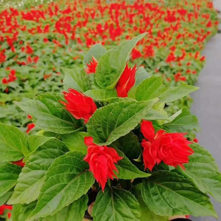 花卉工程苗木一串红 基地批发一串红 夏杰花卉 园林批发