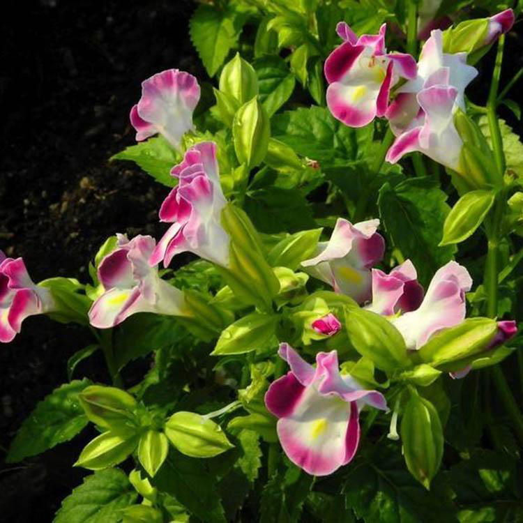 四季草花夏瑾 阳台植物夏瑾 夏杰花卉 定金发货