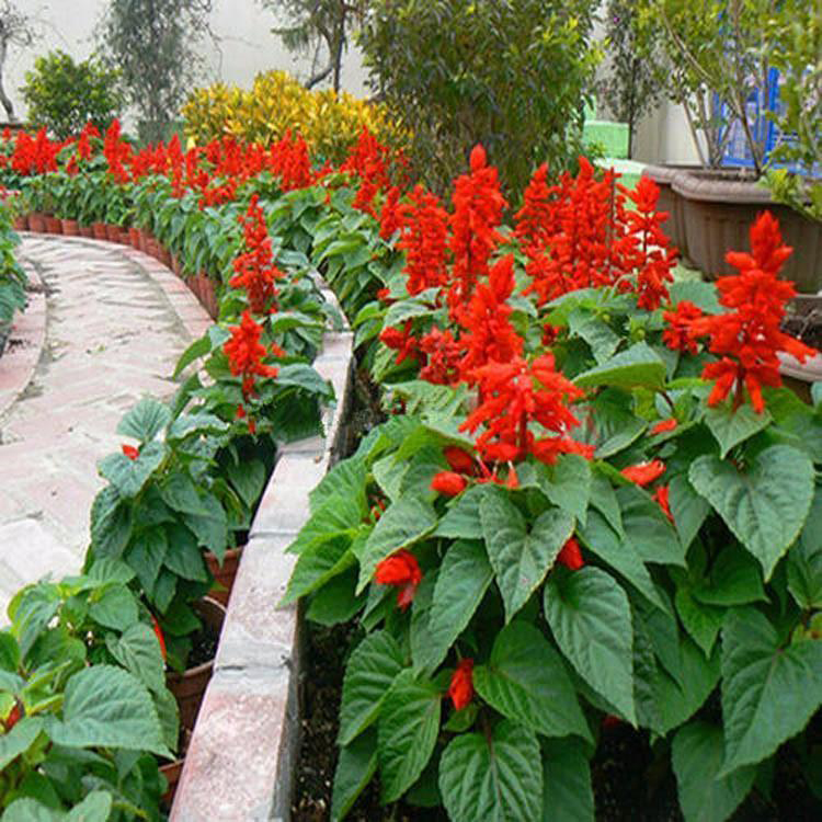 一串红盆栽带土发货 花色艳丽一串红 夏杰花卉 基地种植