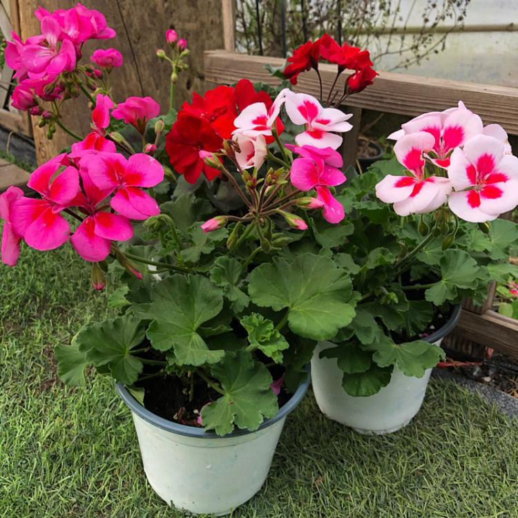天竺葵观花植物 室内庭院天竺葵 夏杰花卉 基地常年批发