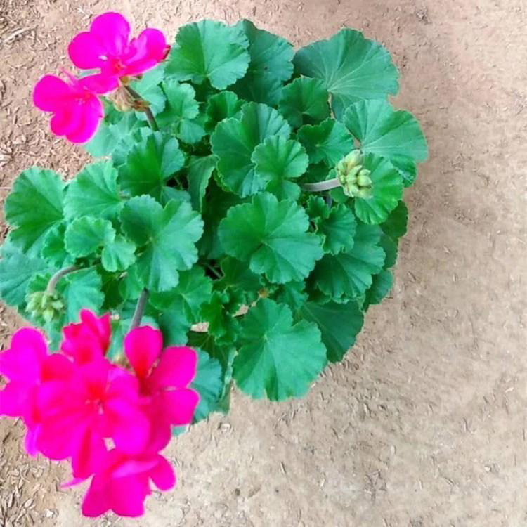盆栽天竺葵量大从优 青州花卉草花天竺葵 夏杰花卉 基地发货