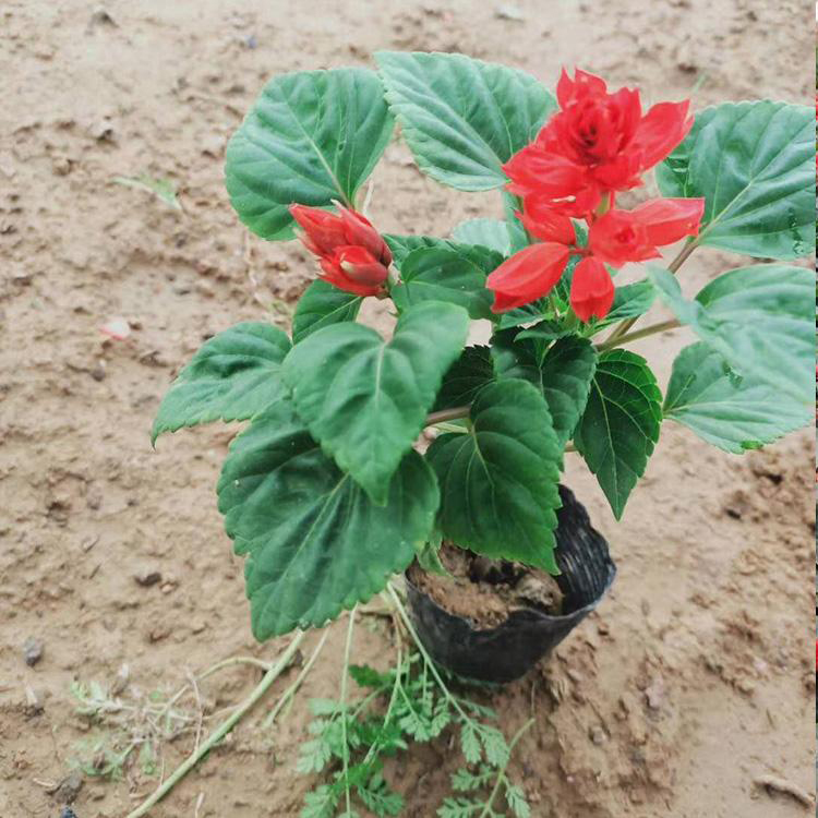 国庆租摆花卉一串红 一串红盆栽花海 夏杰花卉 园林批发