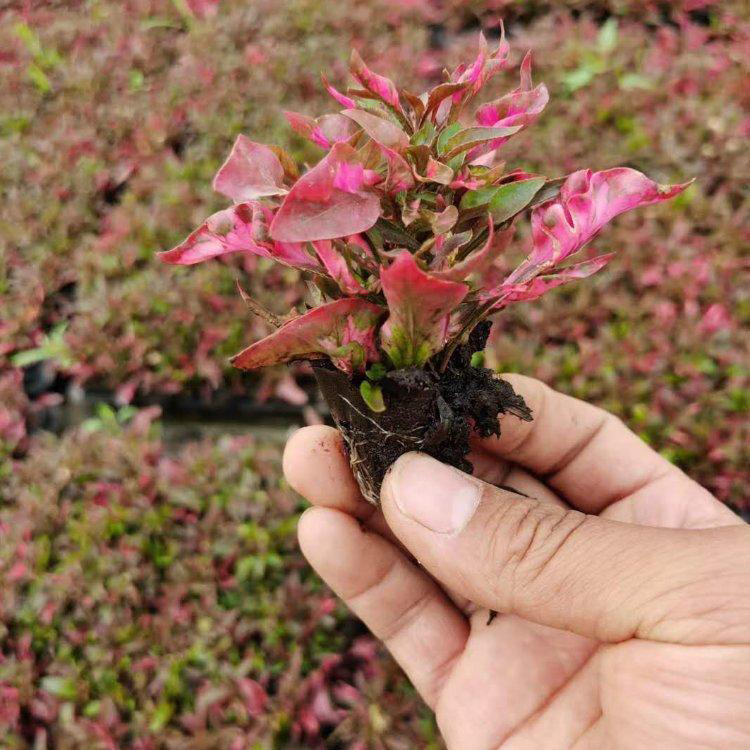 绿化草坪五色草 苗圃直供五色草 夏杰花卉 园林批发