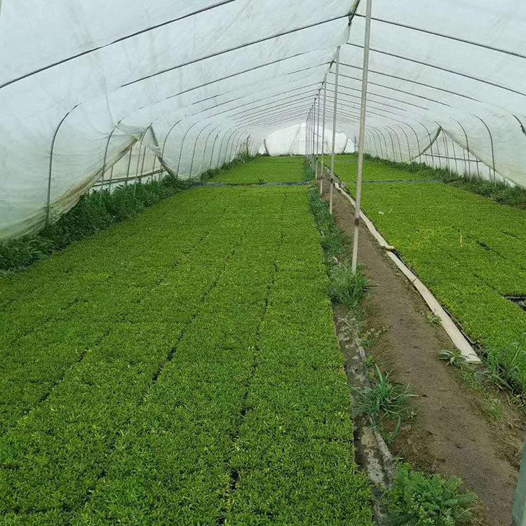 植物造型五色草 国庆租摆五色草 夏杰花卉 定金发货