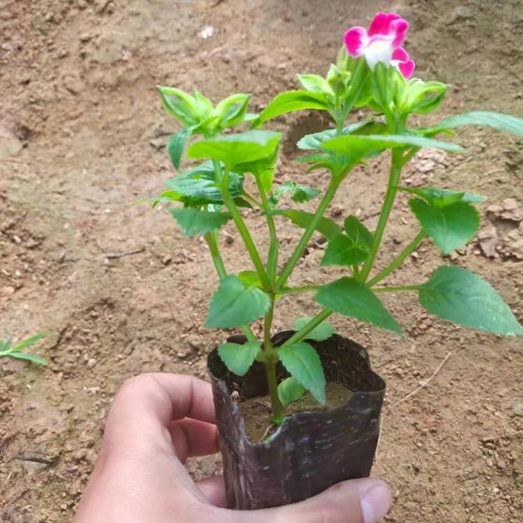 邢台夏瑾 广场组摆花卉 夏瑾批发