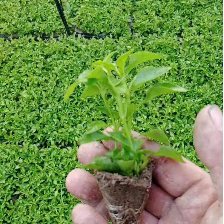屋顶绿化五色草 彩叶植物五色草小盆栽 夏杰花卉 无中间商