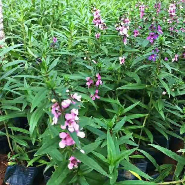 供应盆栽香彩雀花 基地批发香彩雀小苗 夏杰花卉 苗圃供应