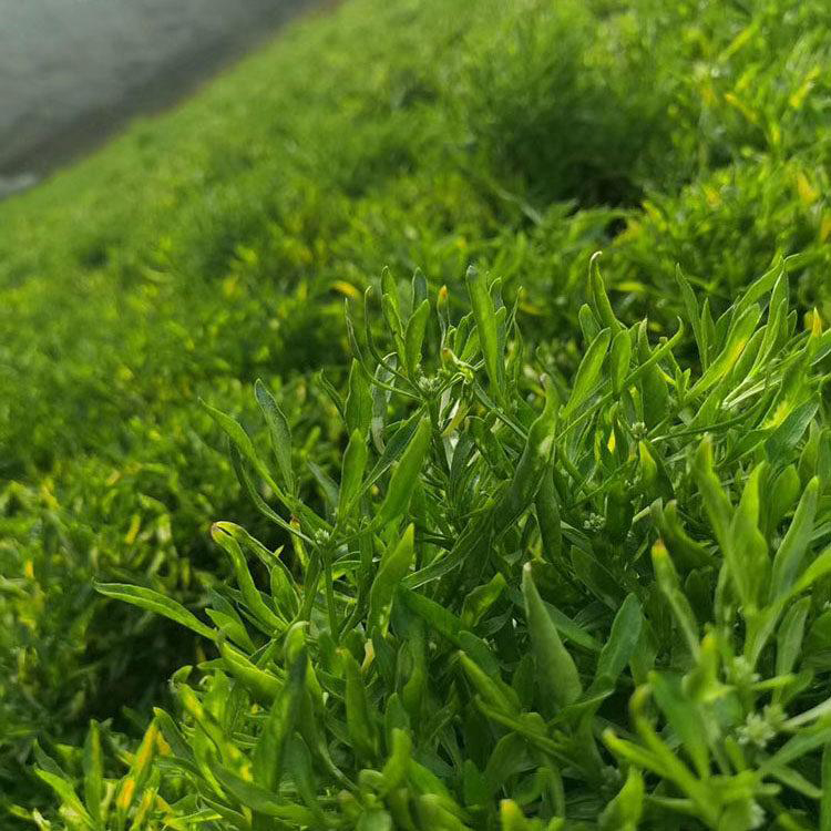 盆栽绿植五色草 青州五色草基地 夏杰花卉 基地种植