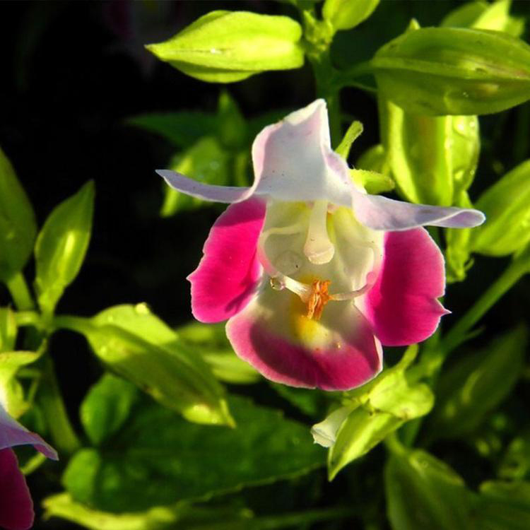 大量出售夏瑾 花箱花卉 夏瑾小苗培育