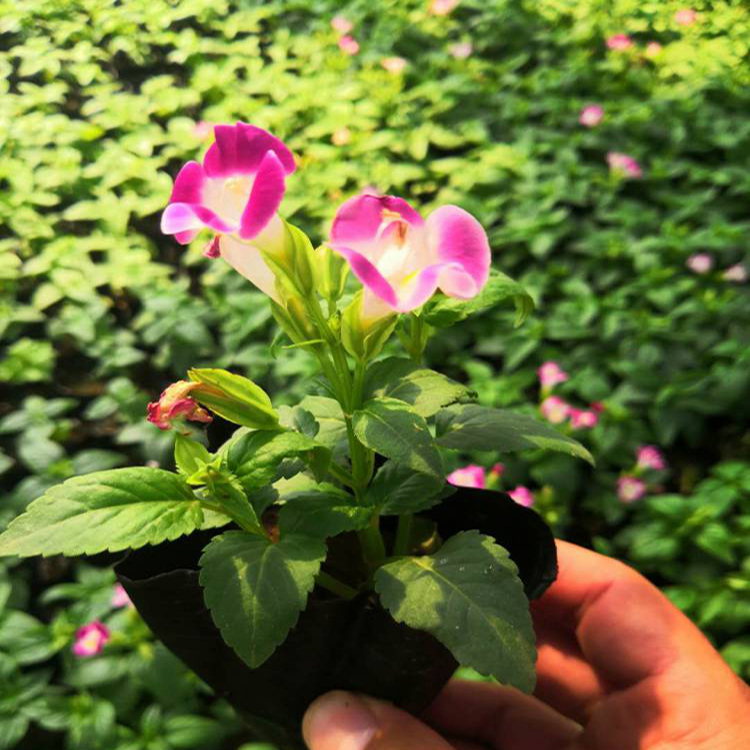 基地种植夏瑾 绿化用时令草花 夏瑾基地直发