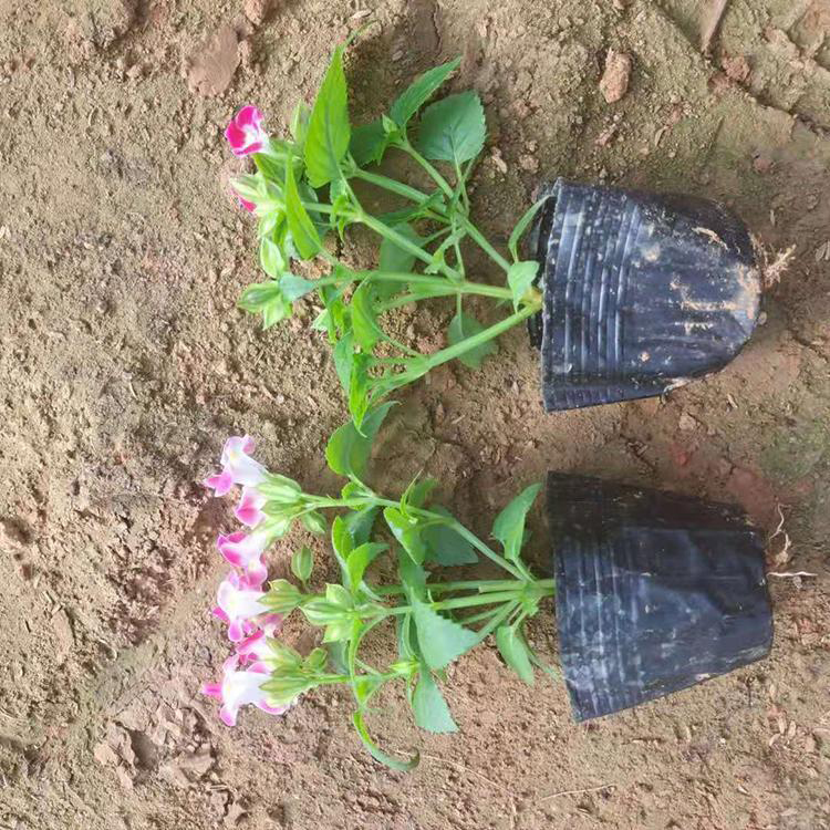 大量出售夏瑾 花坛花卉 夏瑾种子