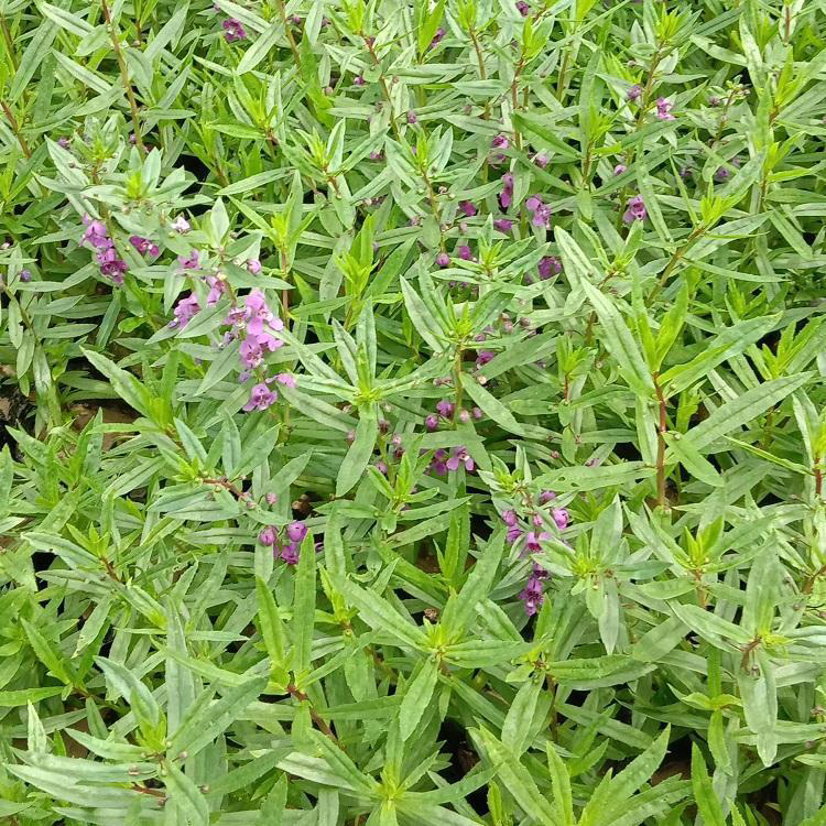 耐涝草花香彩雀供应 草花香彩雀