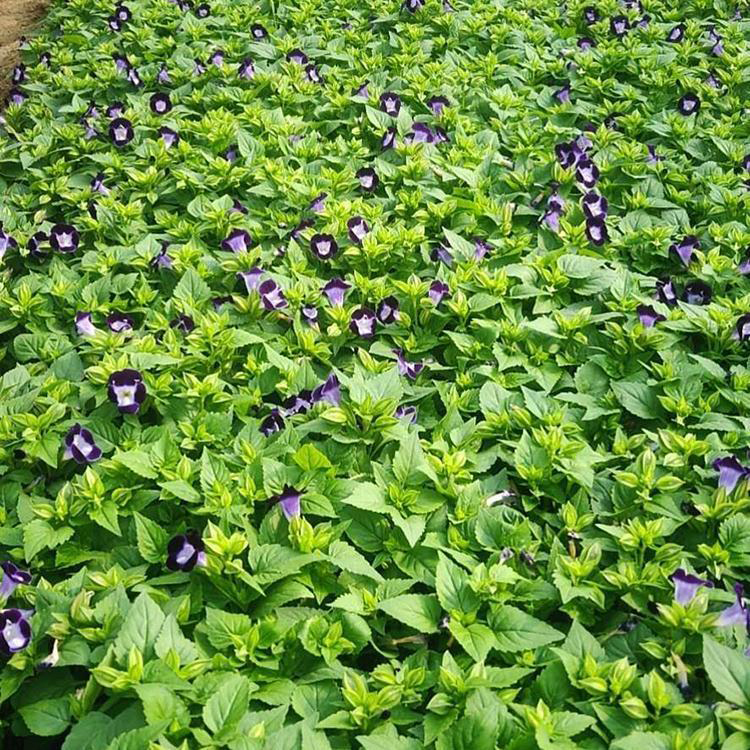 花海绿化工程夏瑾 公园草花