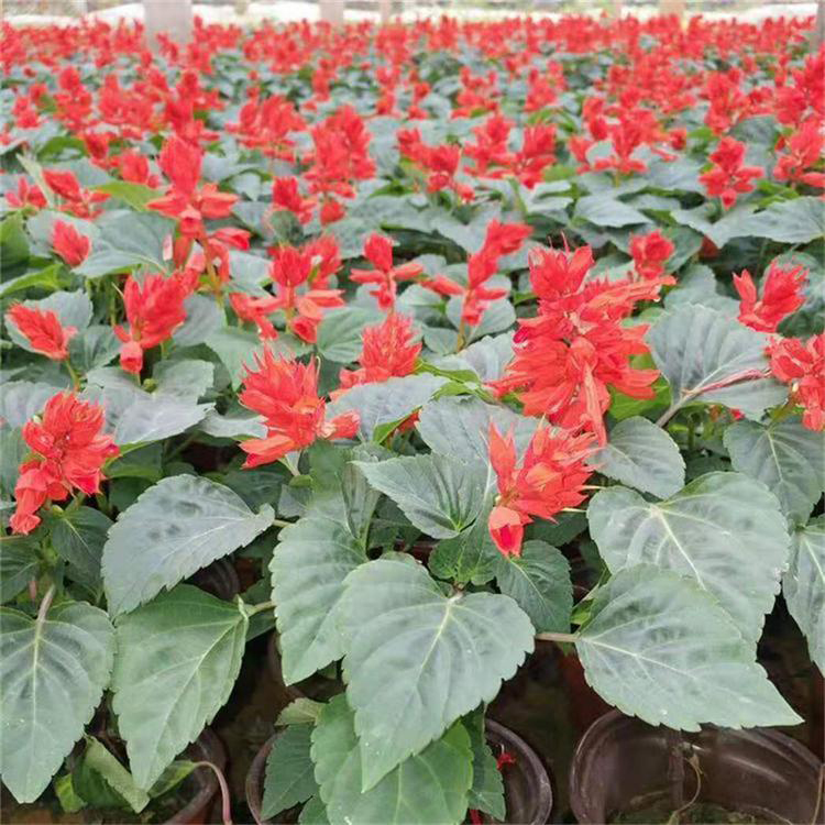 花卉工程苗木一串红 庭院园林装饰花期长 夏杰花卉 绿化花木
