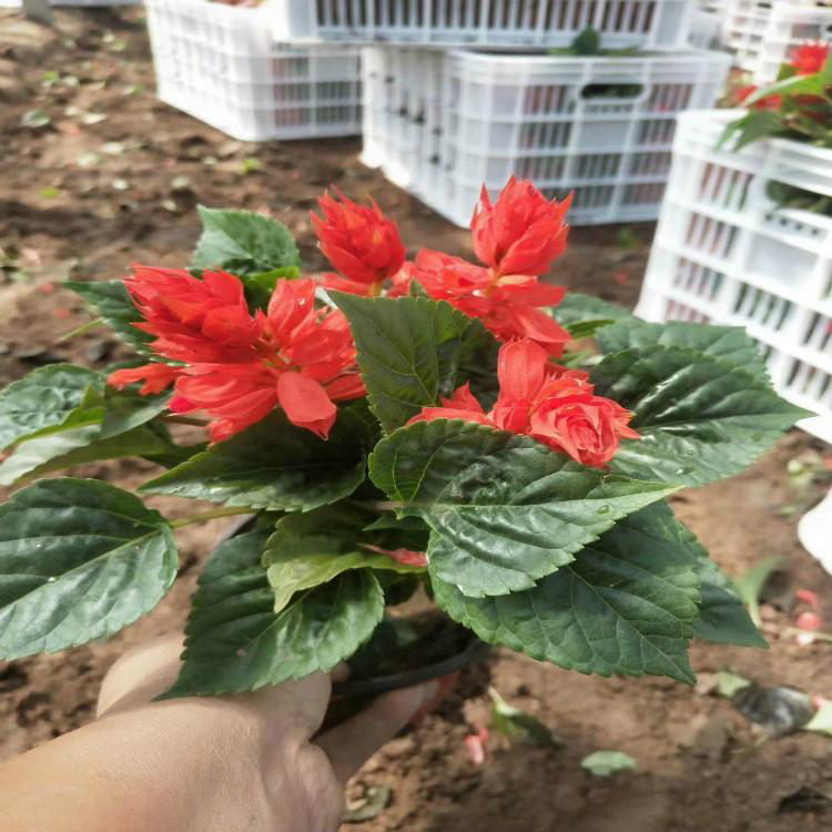 一串红花海工程 一串红盆栽花海 夏杰花卉 道路绿化