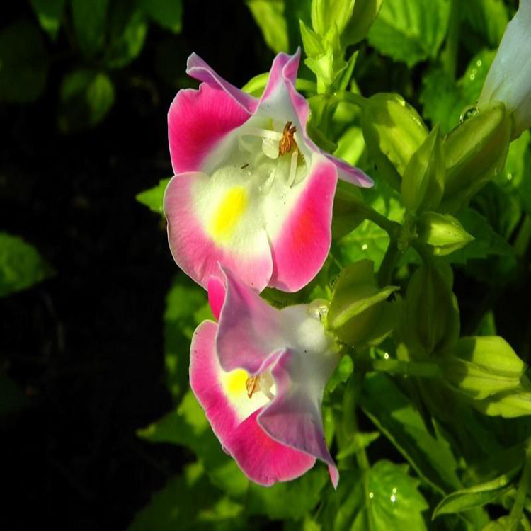 庭院花坛夏瑾 夏瑾开花植物