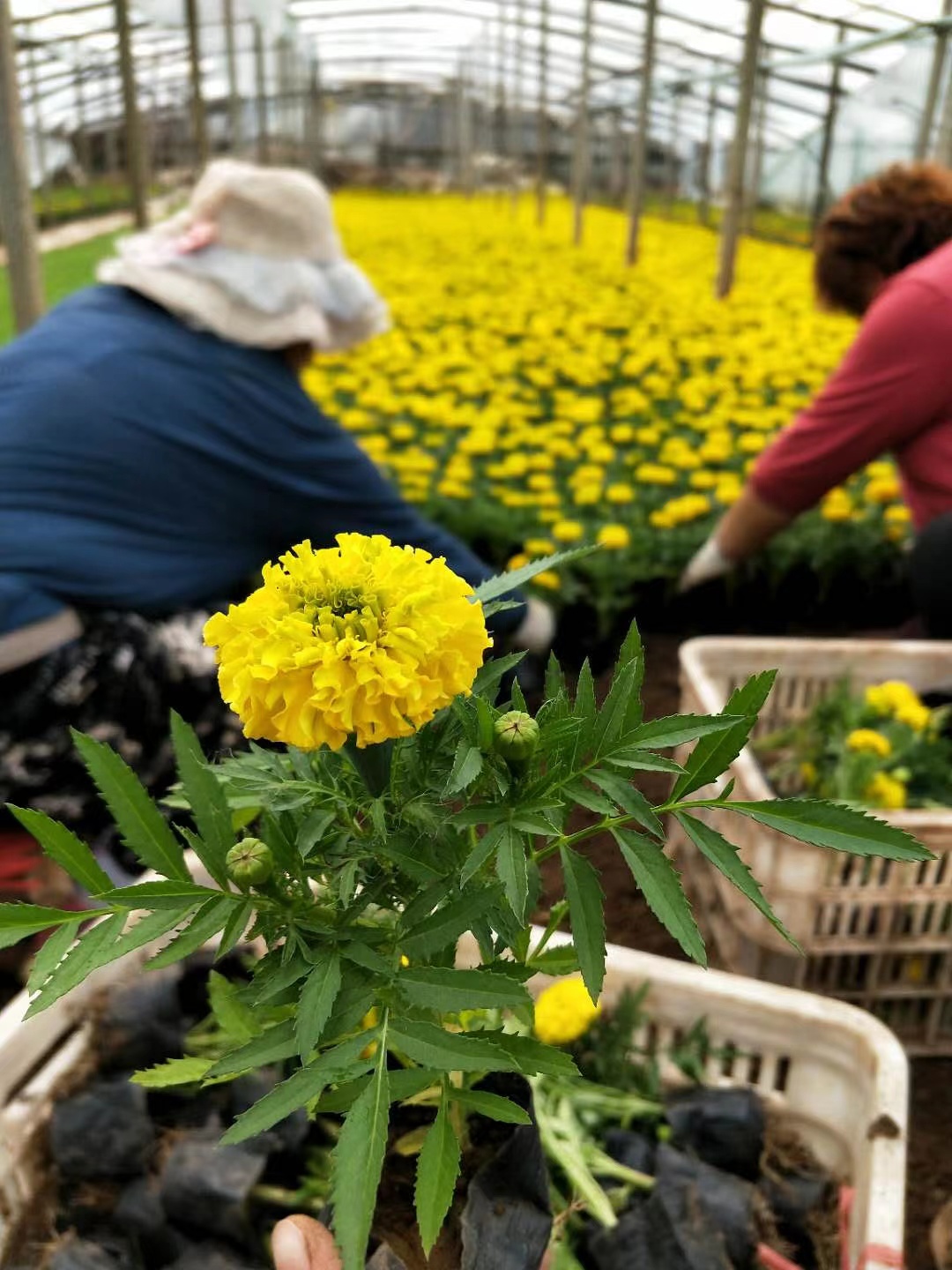 万寿菊