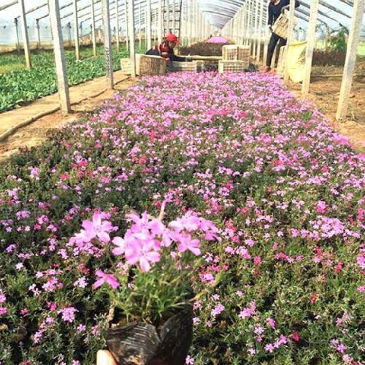 芝樱杯苗 青州草花 欢迎洽谈 芝樱批发